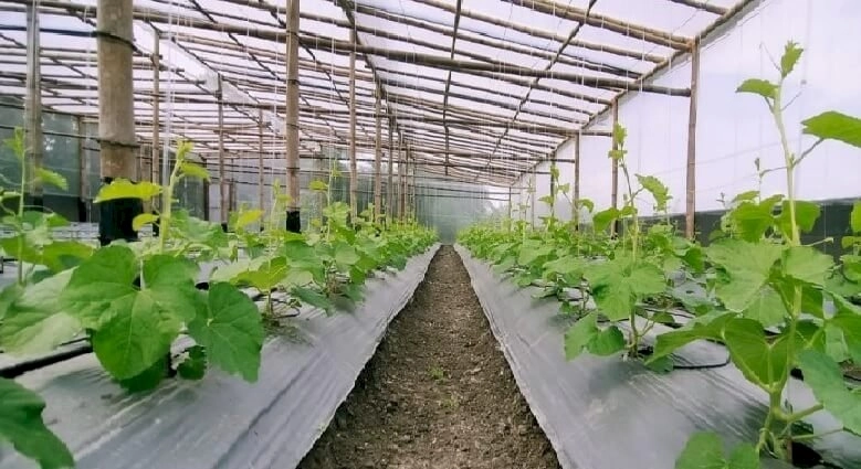 Surakarta Daily | Agribisnis Digital, Belum Kaprah Kendati Faedah