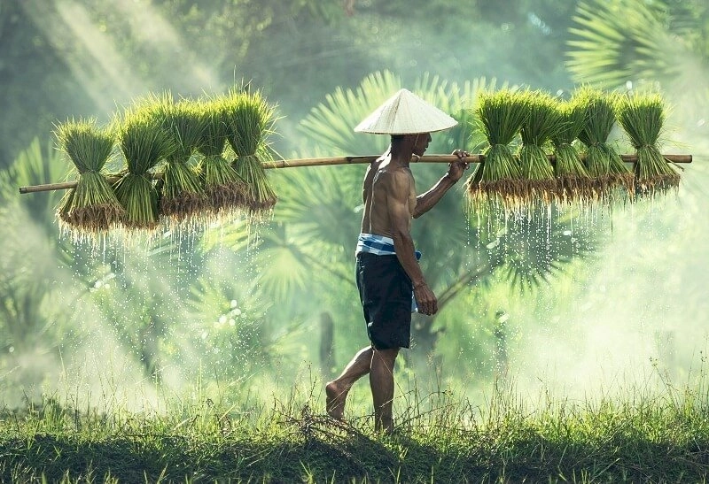 Surakarta Daily | Centang Perenang Kebijakan Ketahanan Pangan